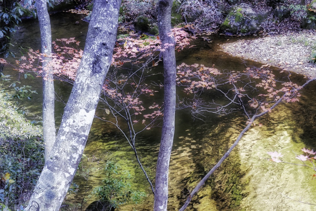 秋の森で散策をする