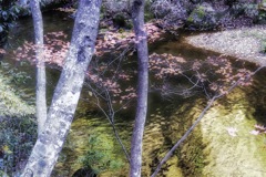 秋の森で散策をする