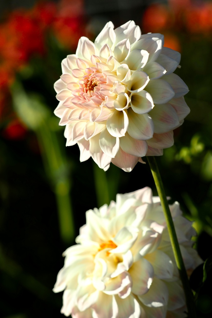 Dahlia flowers blooming in the garden