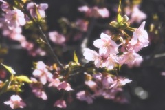 Kawazu cherry blossoms in hijirizaki.