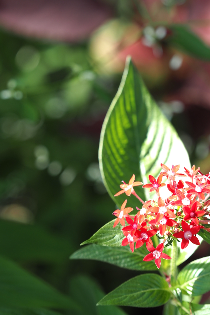 Star Cluster Rose Pentas