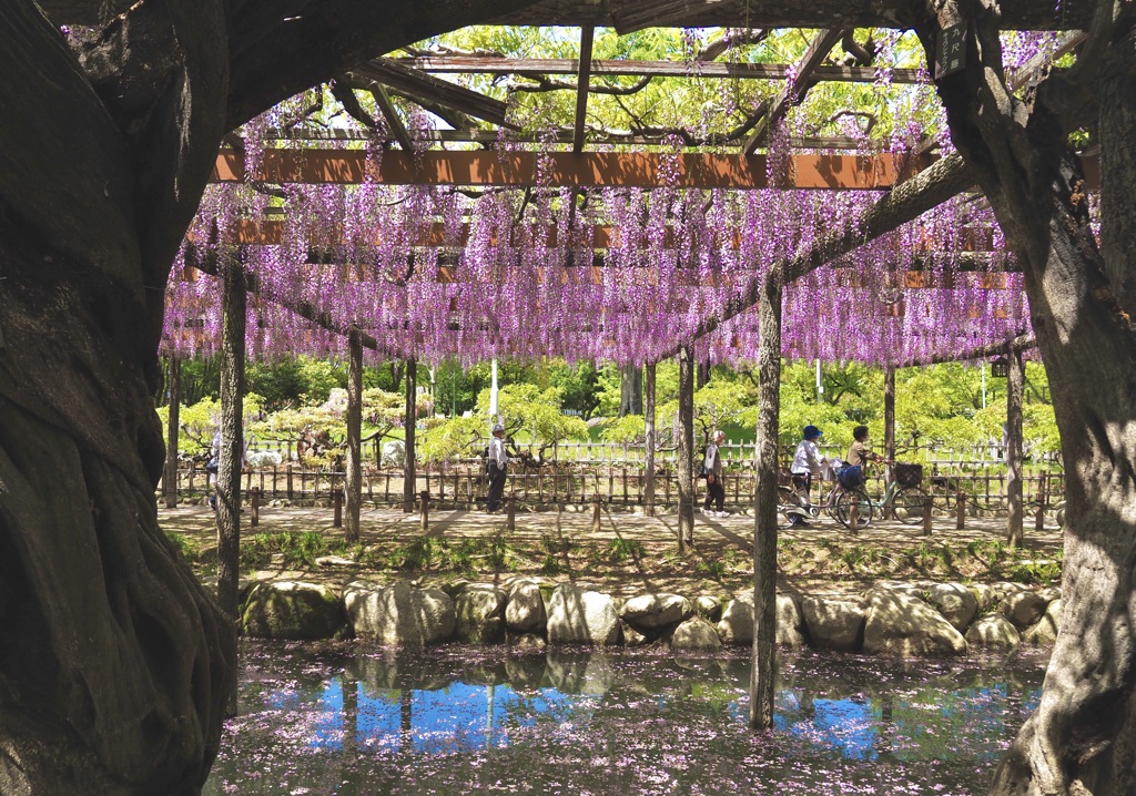 藤の公園の散策