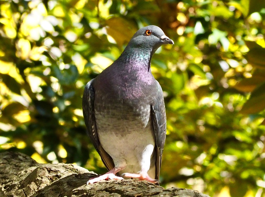 葉場公園の土鳩