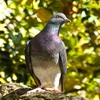 葉場公園の土鳩