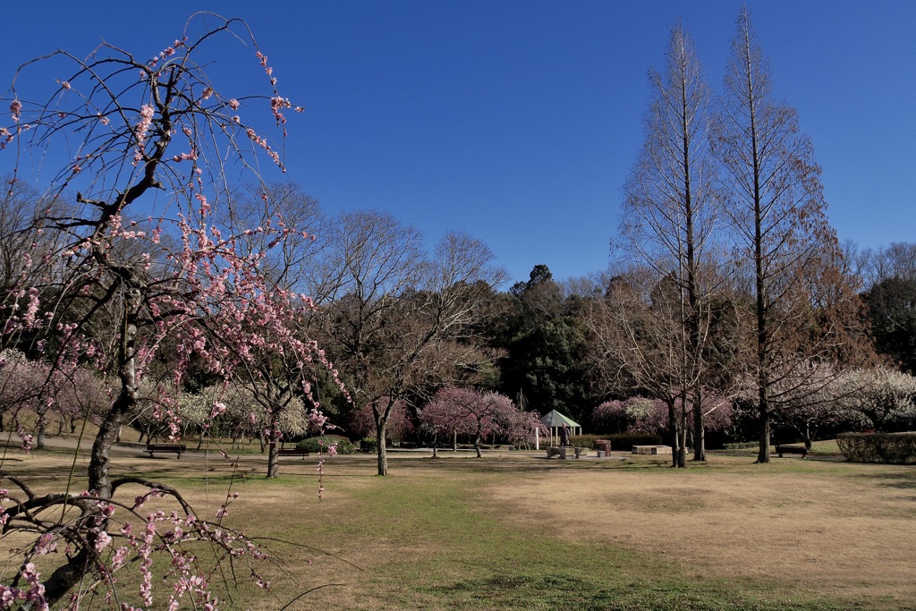 平芝