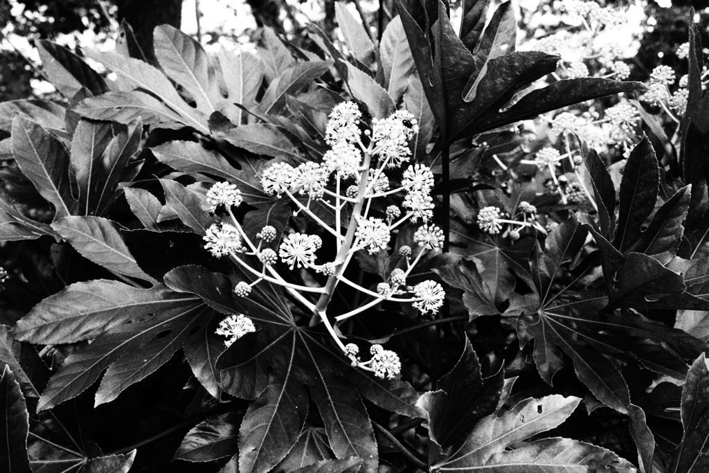 One day I saw some seasonal plants.