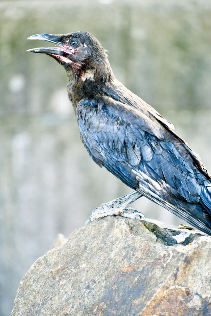 Carrion crow's daily life