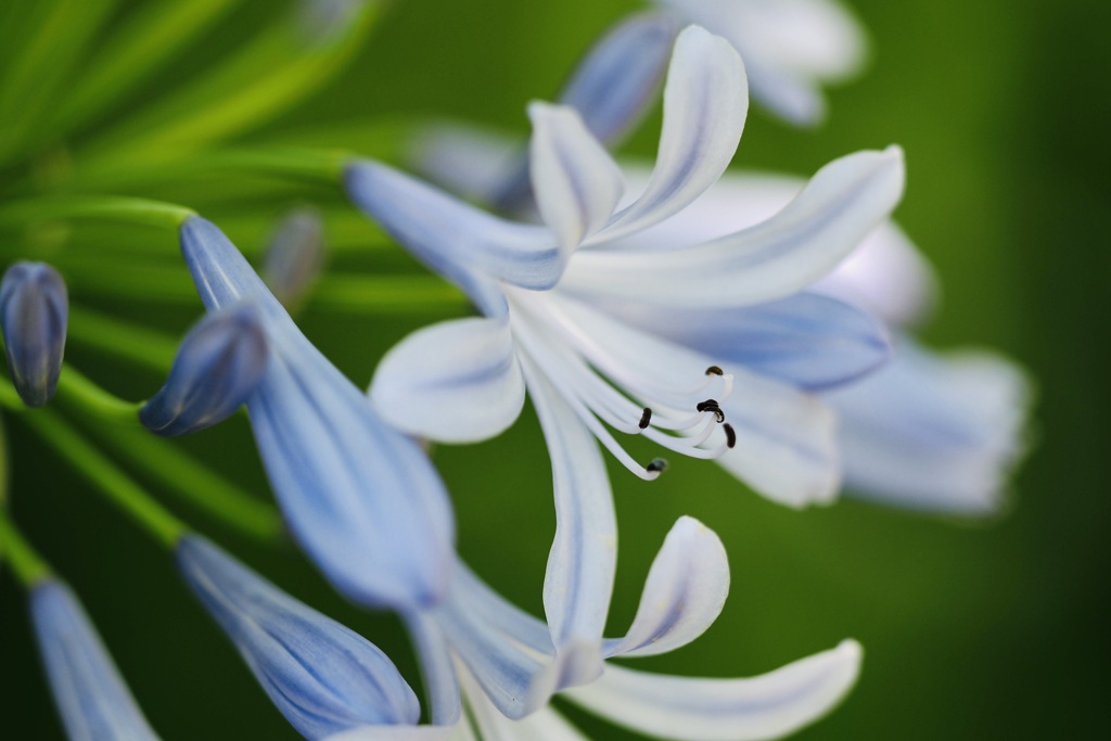 里の花