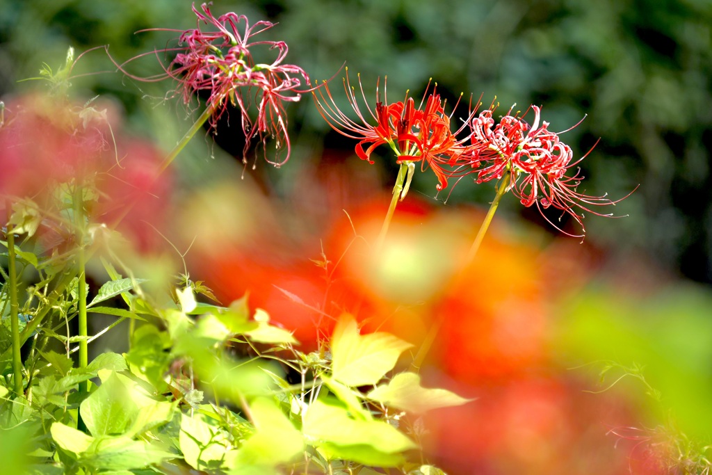 Red flowers I saw on my walk