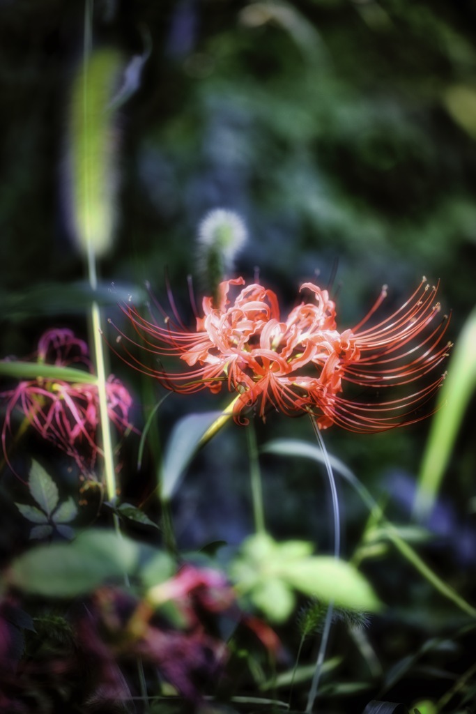 Red spider lily was secretly blooming.