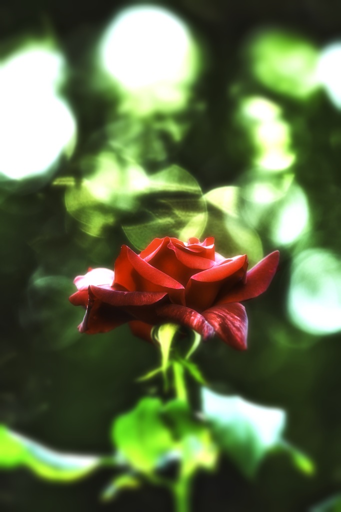 Red rose saying hello.