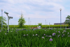 水辺公園