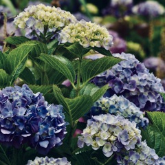 紫陽花