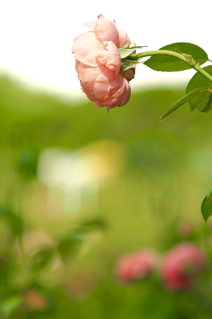 黄昏れる薔薇の時間
