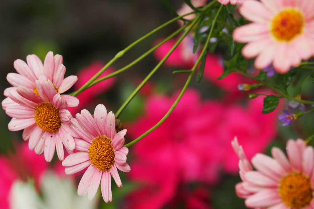 里の花