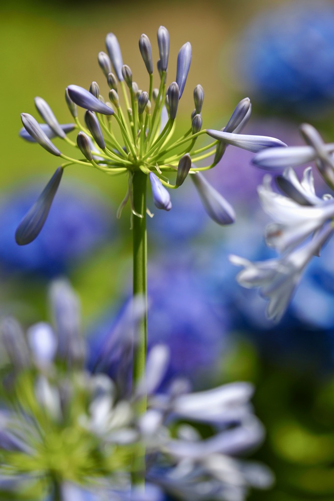 里の花