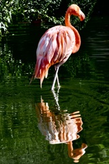 Flamingo