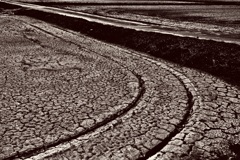 dry rice paddy
