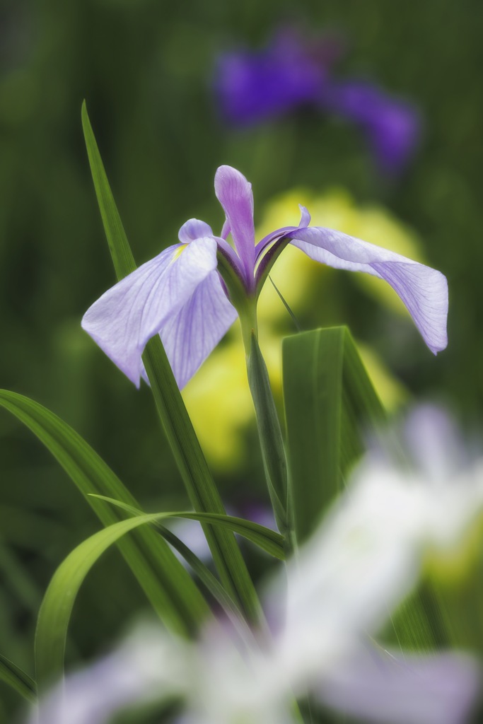 おすましな花菖蒲