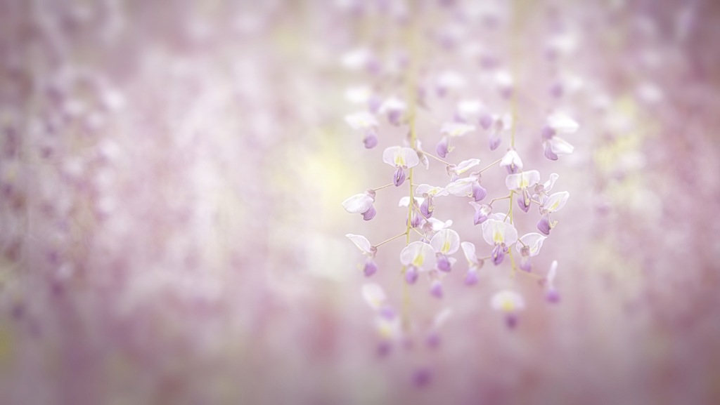 藤の花が咲いていた季節