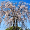 仁王立ちのサクラ