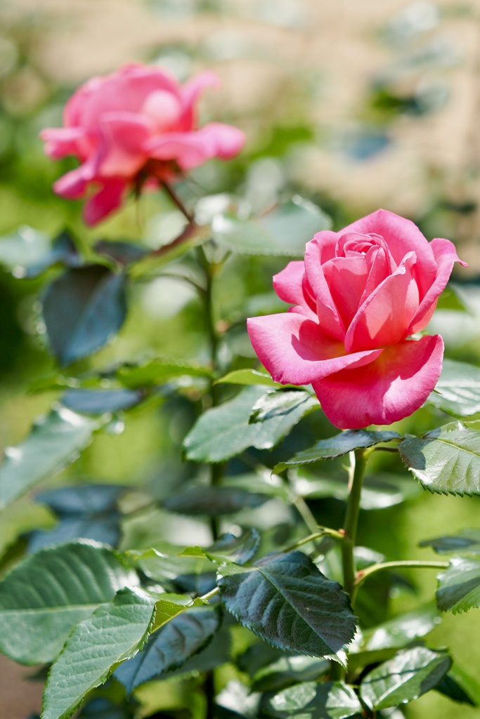 薔薇のおともだち