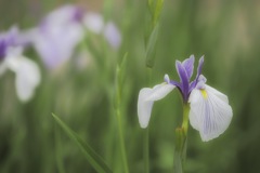 静かに咲く花菖蒲