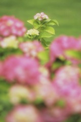 紫陽花が咲く季節