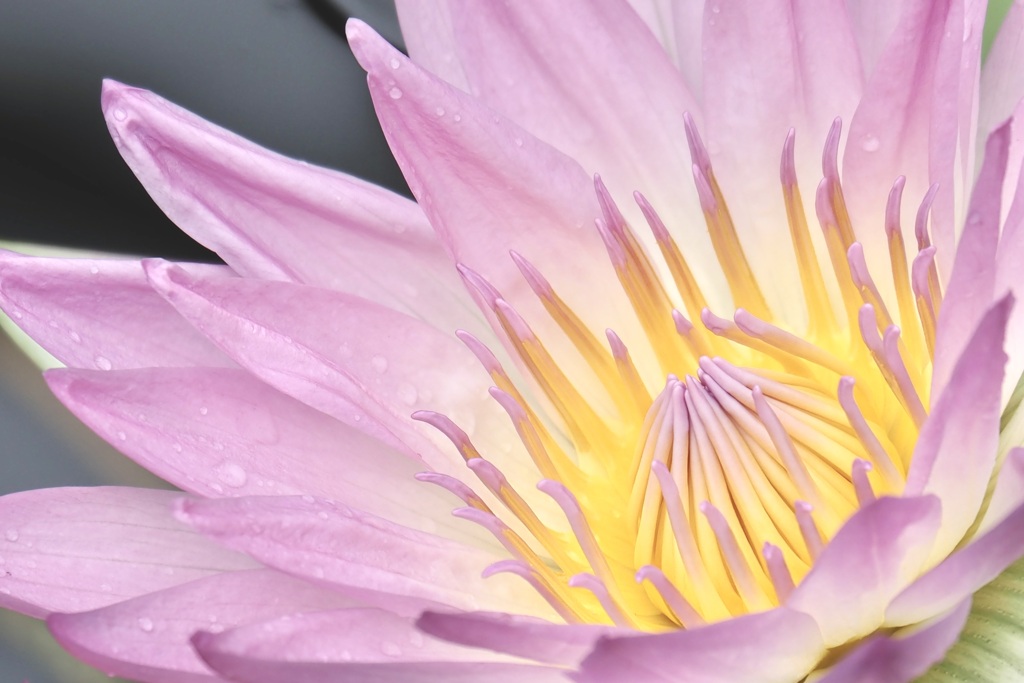 Vibrant pink water lily was blooming