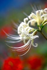 Luminous white spider lily