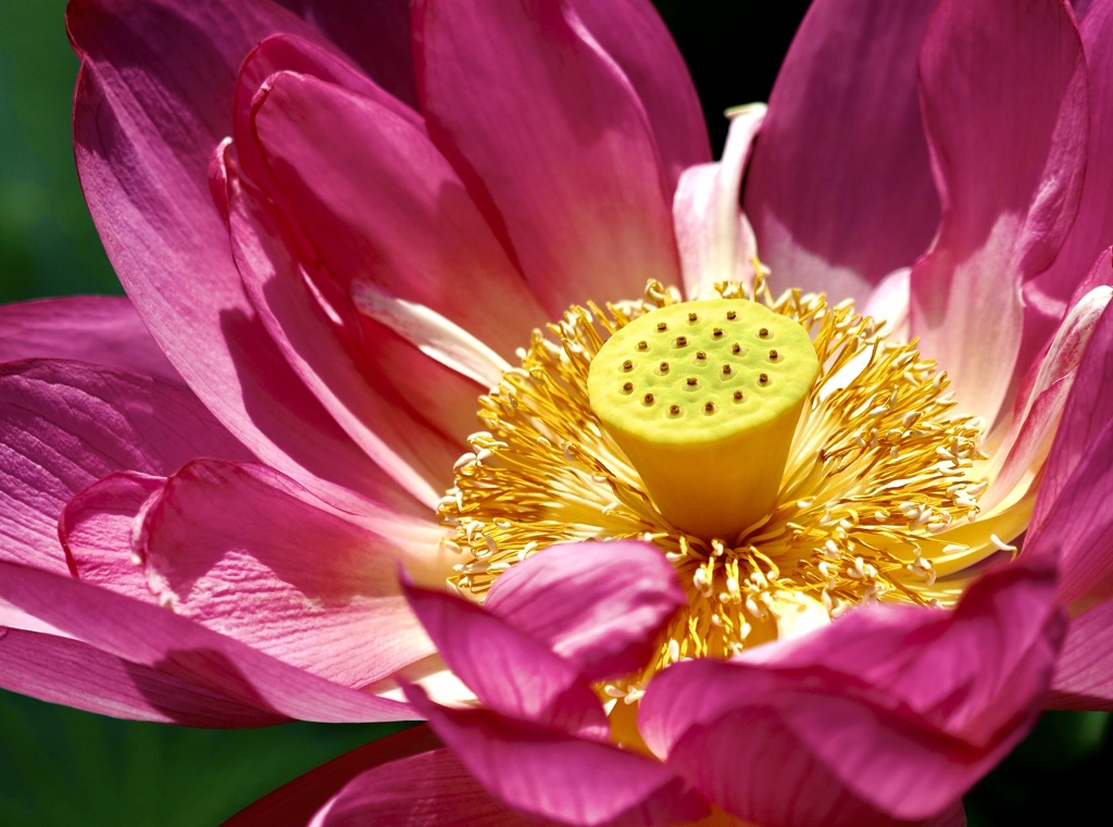蓮の花が咲いた季節にて