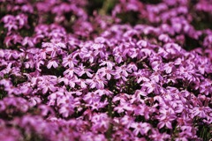 The Temptation of Moss Phlox