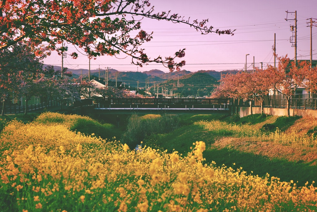 西古瀬川の河津桜並木