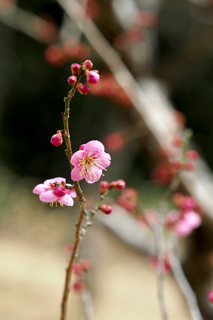 Red plum blossoms in hirashiba park