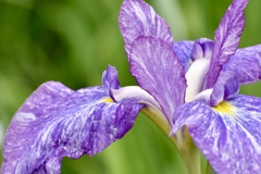 知立の菖蒲園にて。