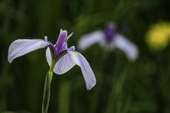 花菖蒲の躍動