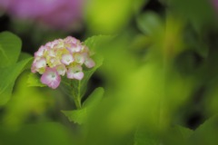 ハニカミ咲く紫陽花