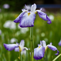花菖蒲