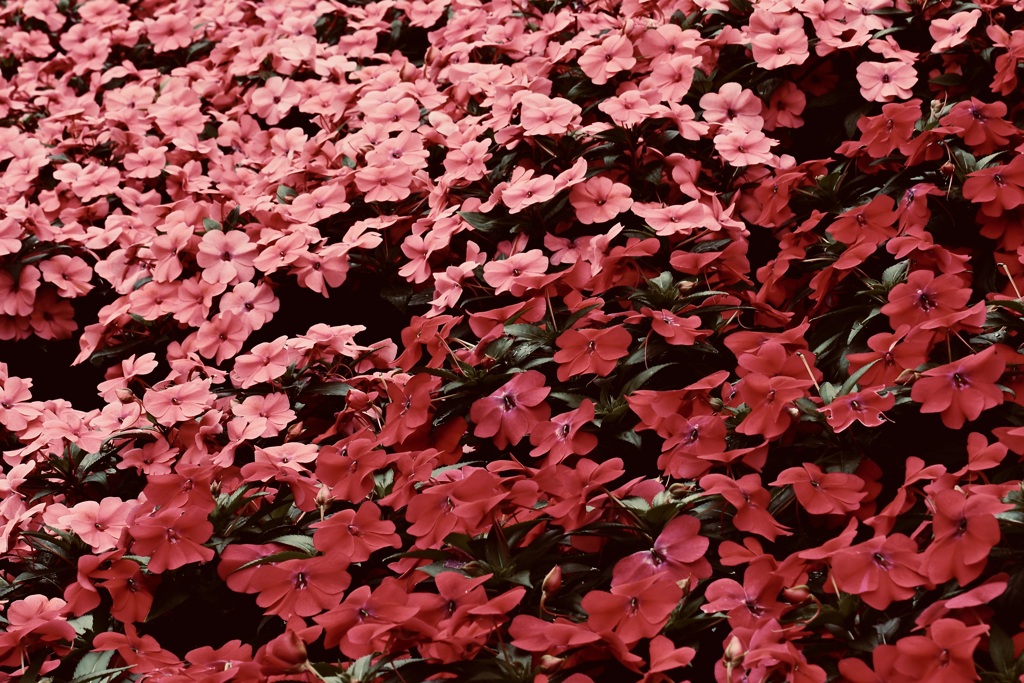 温室の花
