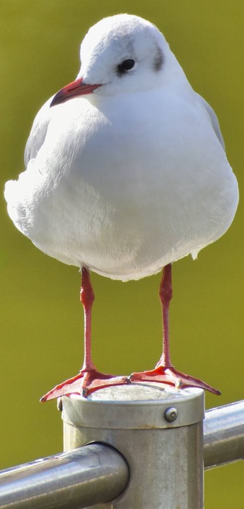 ユリカモメのお散歩