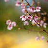 嗚呼、おかめ桜よ