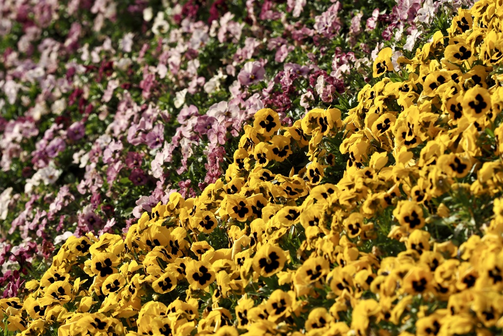 Flower bed