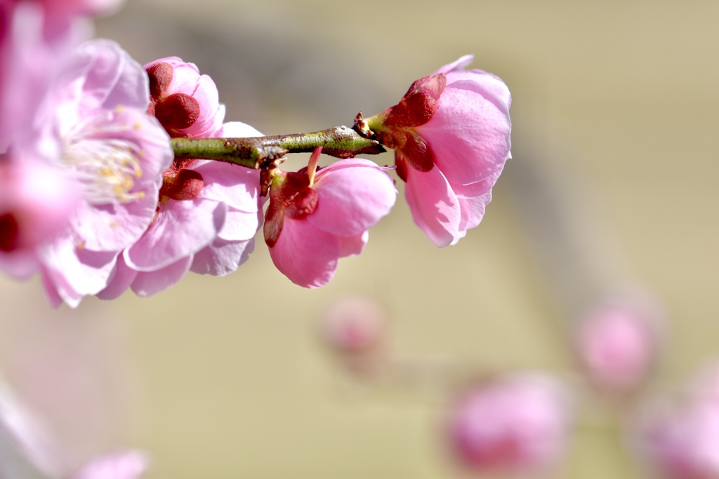 梅の花