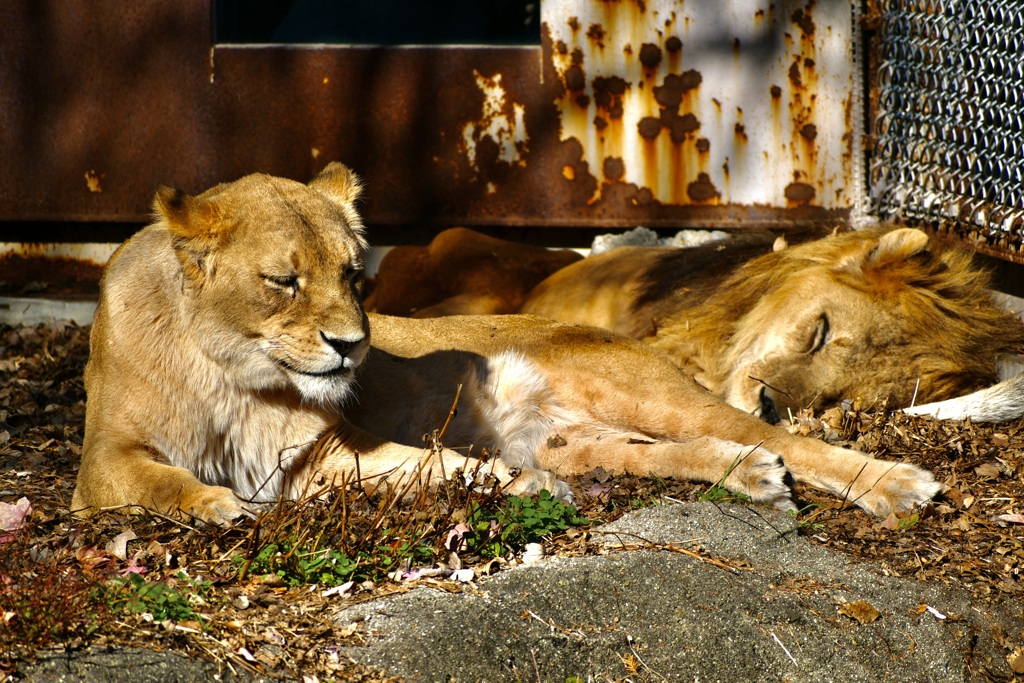 relaxing lioness in higashiyama zoo