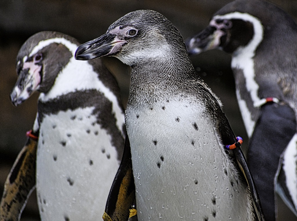 流し目をするペンギン