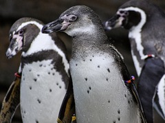 流し目をするペンギン