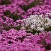 Phlox subulata at Mitsumata Pond Park