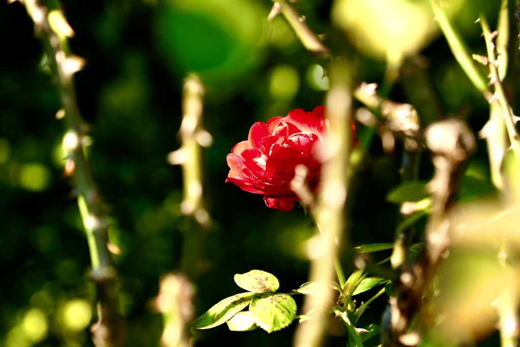 密かに咲く薔薇