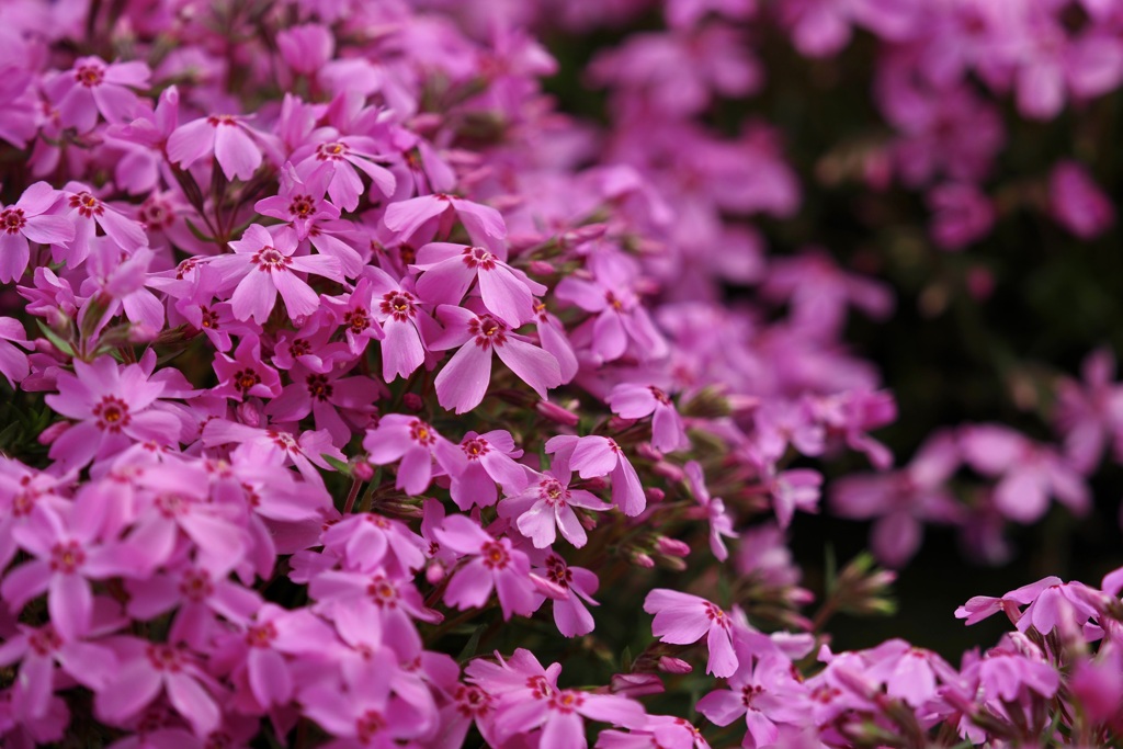 芝桜