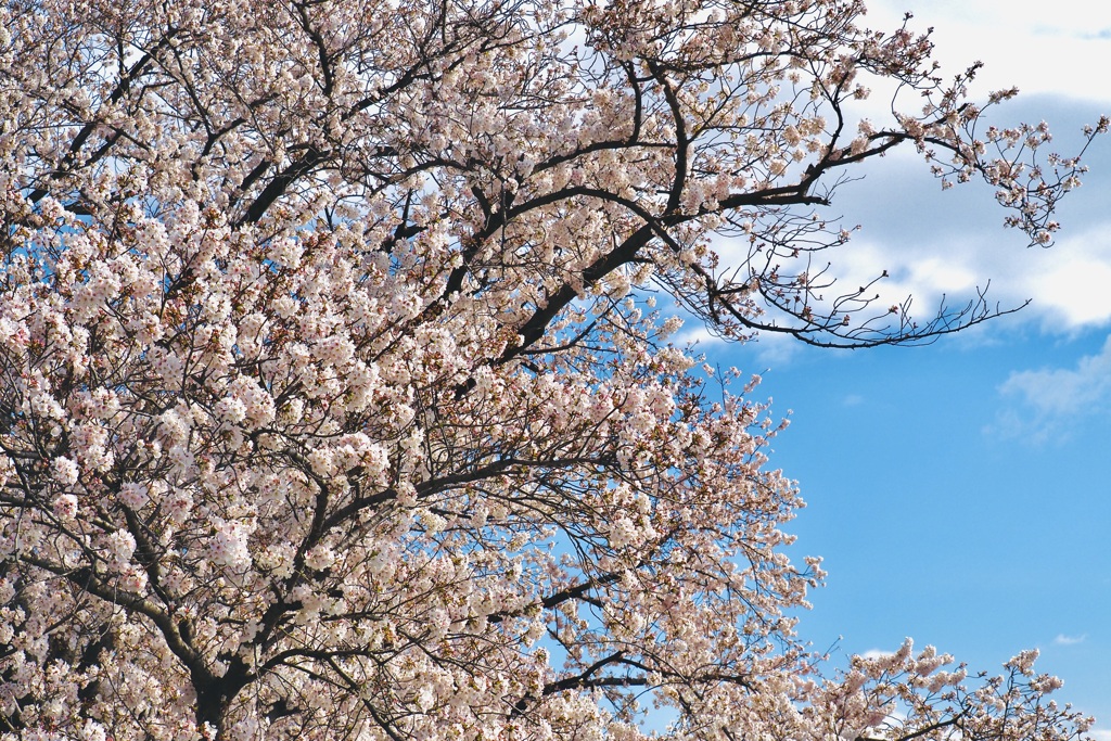 桜